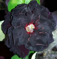 (image for) Adenium Obesum Triple Black Window x 50 Seeds BULK