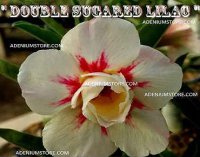 Adenium Obesum 'Double Sugared Lilac' 5 Seeds