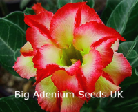 (image for) Big Pack Adenium Double Golden Dream x 50 Seeds