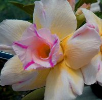 (image for) Big Pack Adenium Double Fragrant Yellow x 50 Seeds