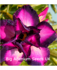 (image for) Adenium Double Dark Edge 5 Seeds